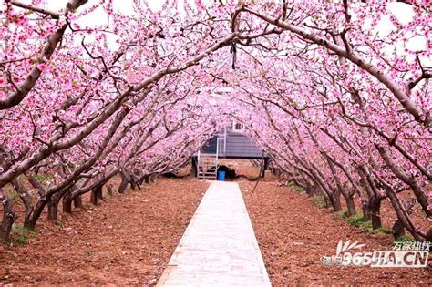 招桃花圖